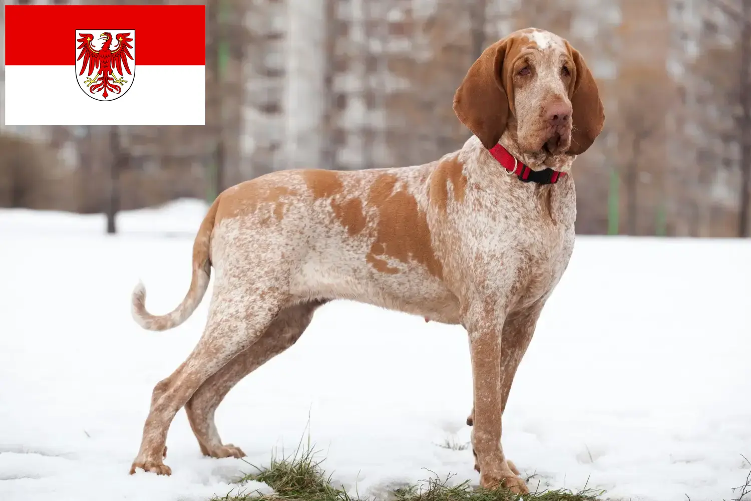 Read more about the article Bracco Italiano breeders and puppies in Brandenburg