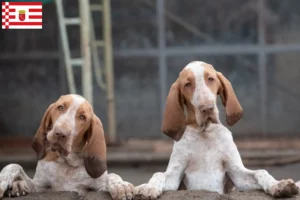Read more about the article Bracco Italiano breeders and puppies in Bremen