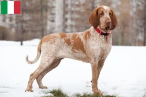 Read more about the article Bracco Italiano breeders and puppies in Italy