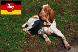 Read more about the article Bracco Italiano breeders and puppies in Lower Saxony