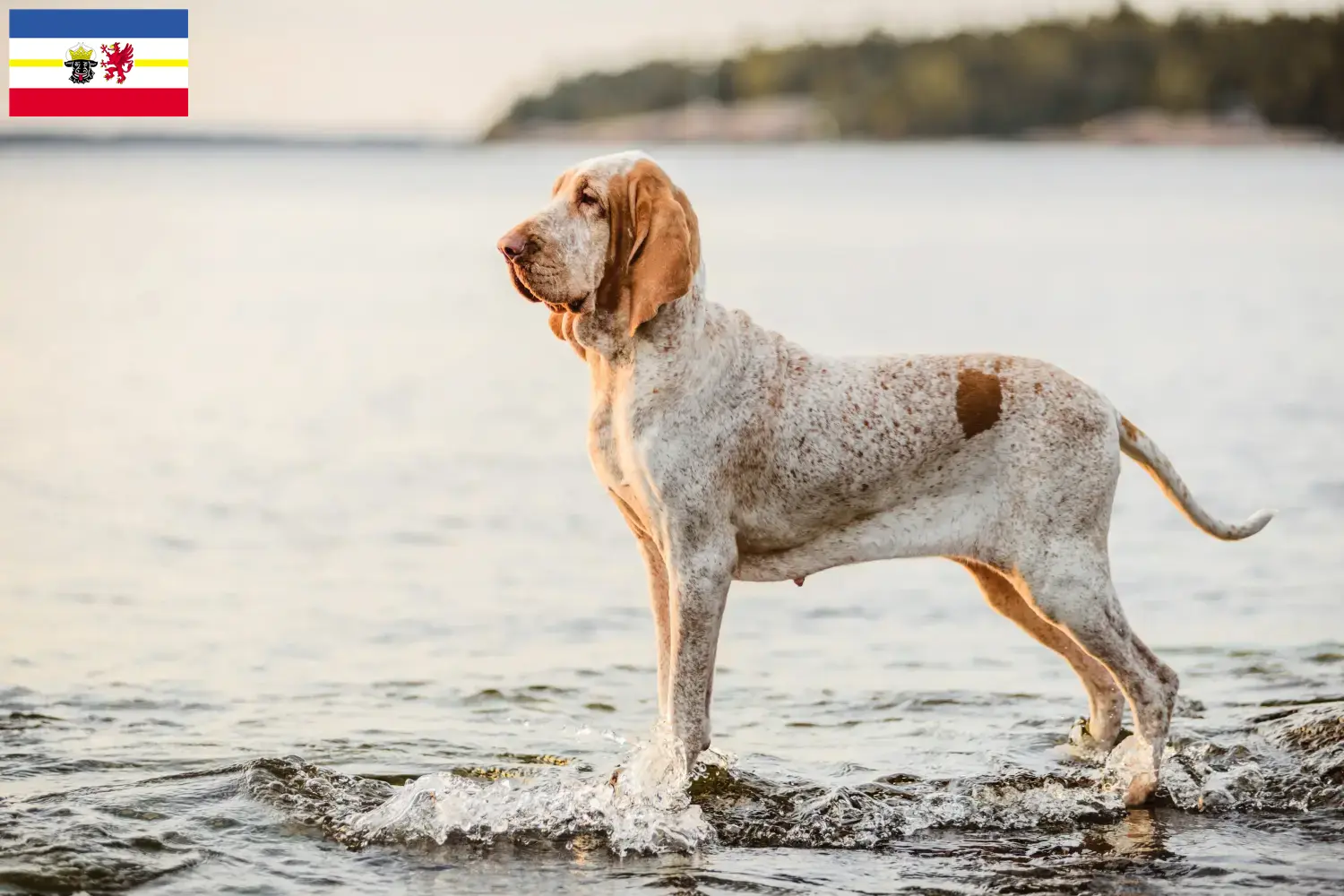 Read more about the article Bracco Italiano breeders and puppies in Mecklenburg-Vorpommern