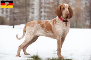 Read more about the article Bracco Italiano breeders and puppies in Saarland