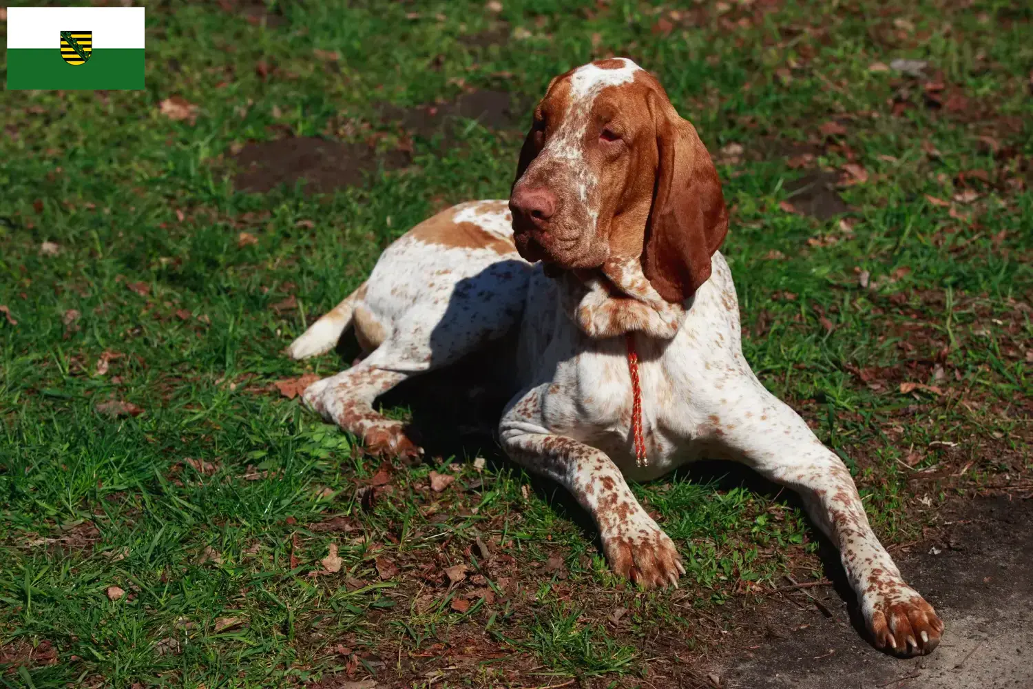 Read more about the article Bracco Italiano breeders and puppies in Saxony