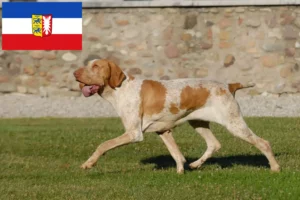 Read more about the article Bracco Italiano breeders and puppies in Schleswig-Holstein