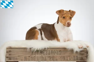 Read more about the article Brazilian Terrier breeders and puppies in Bavaria