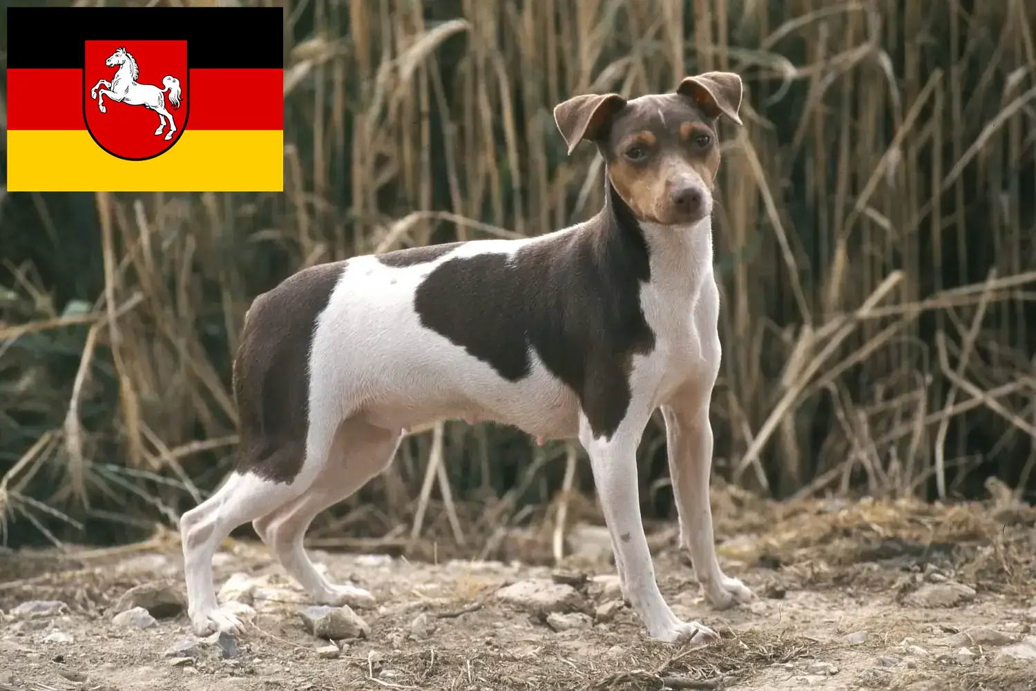 Read more about the article Brazilian Terrier breeders and puppies in Lower Saxony