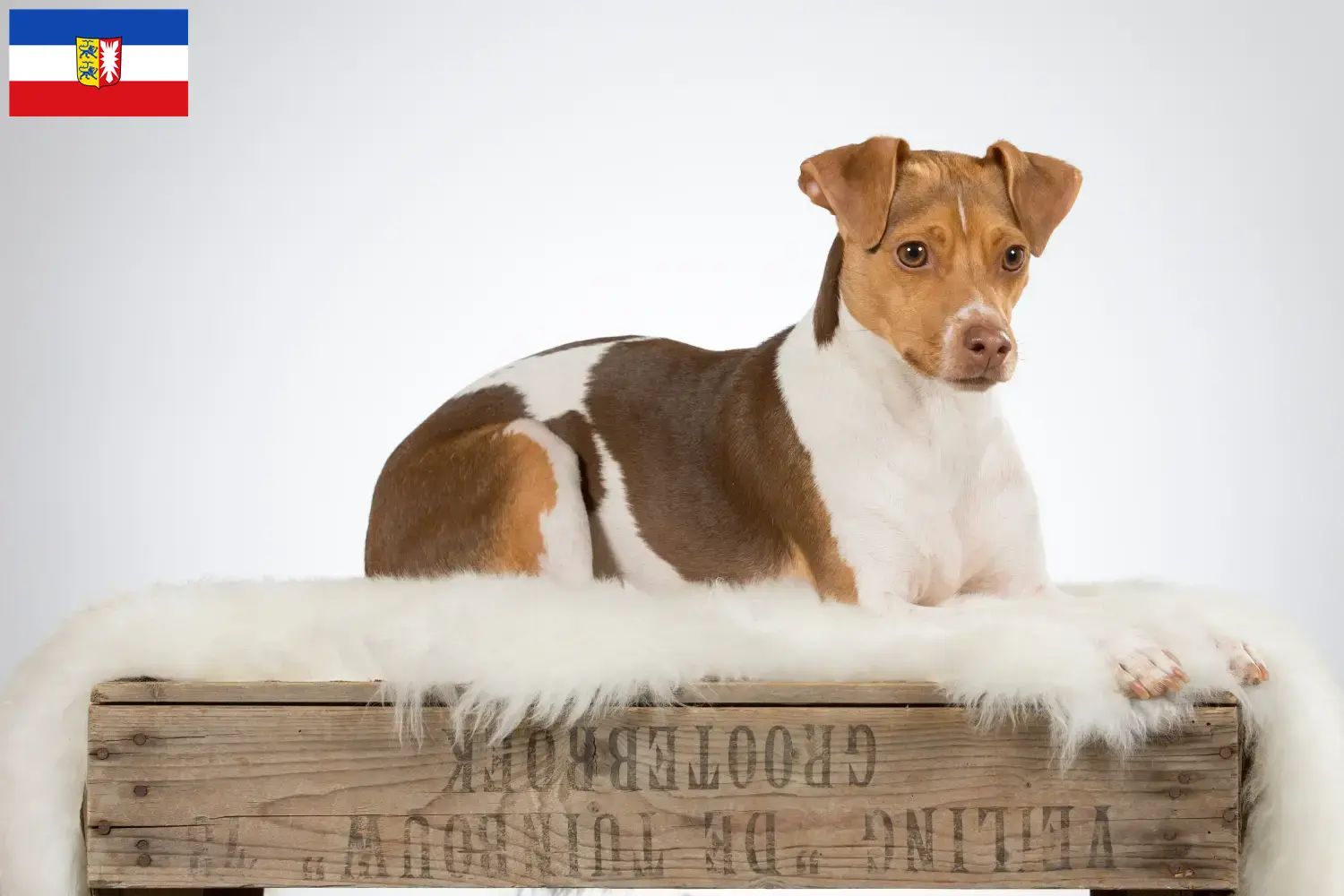 Read more about the article Brazilian Terrier breeders and puppies in Schleswig-Holstein