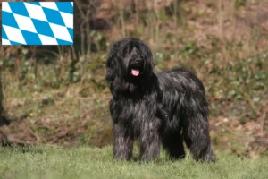 Read more about the article Briard breeders and puppies in Bavaria