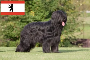 Read more about the article Briard breeders and puppies in Berlin