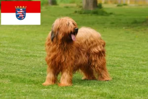 Read more about the article Briard breeders and puppies in Hessen