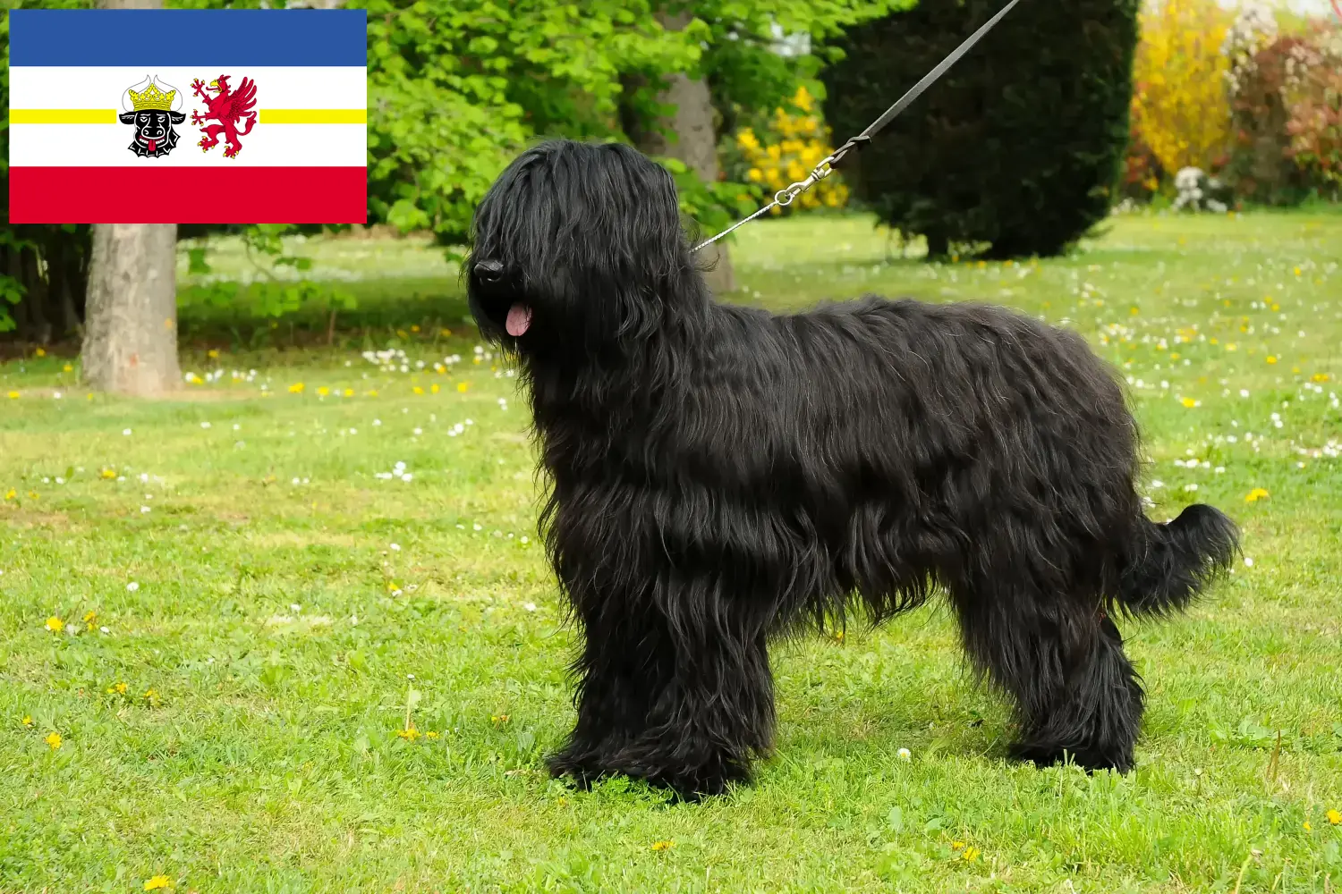 Read more about the article Briard breeders and puppies in Mecklenburg-Vorpommern