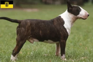 Read more about the article Bull Terrier breeders and puppies in Baden-Württemberg