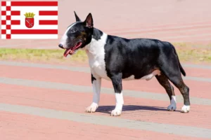 Read more about the article Bull Terrier breeders and puppies in Bremen