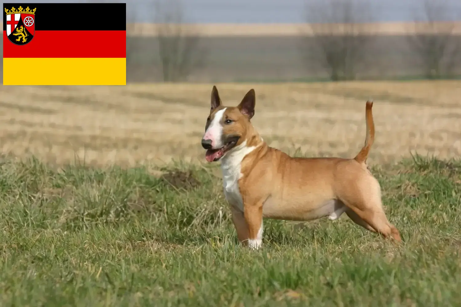 Read more about the article Bull Terrier breeders and puppies in Rhineland-Palatinate