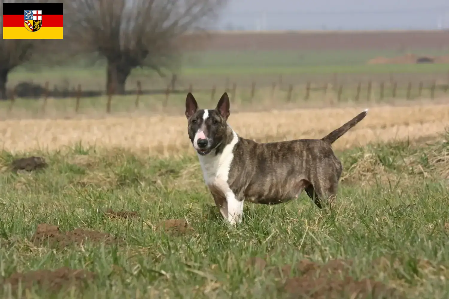 Read more about the article Bull Terrier breeders and puppies in Saarland