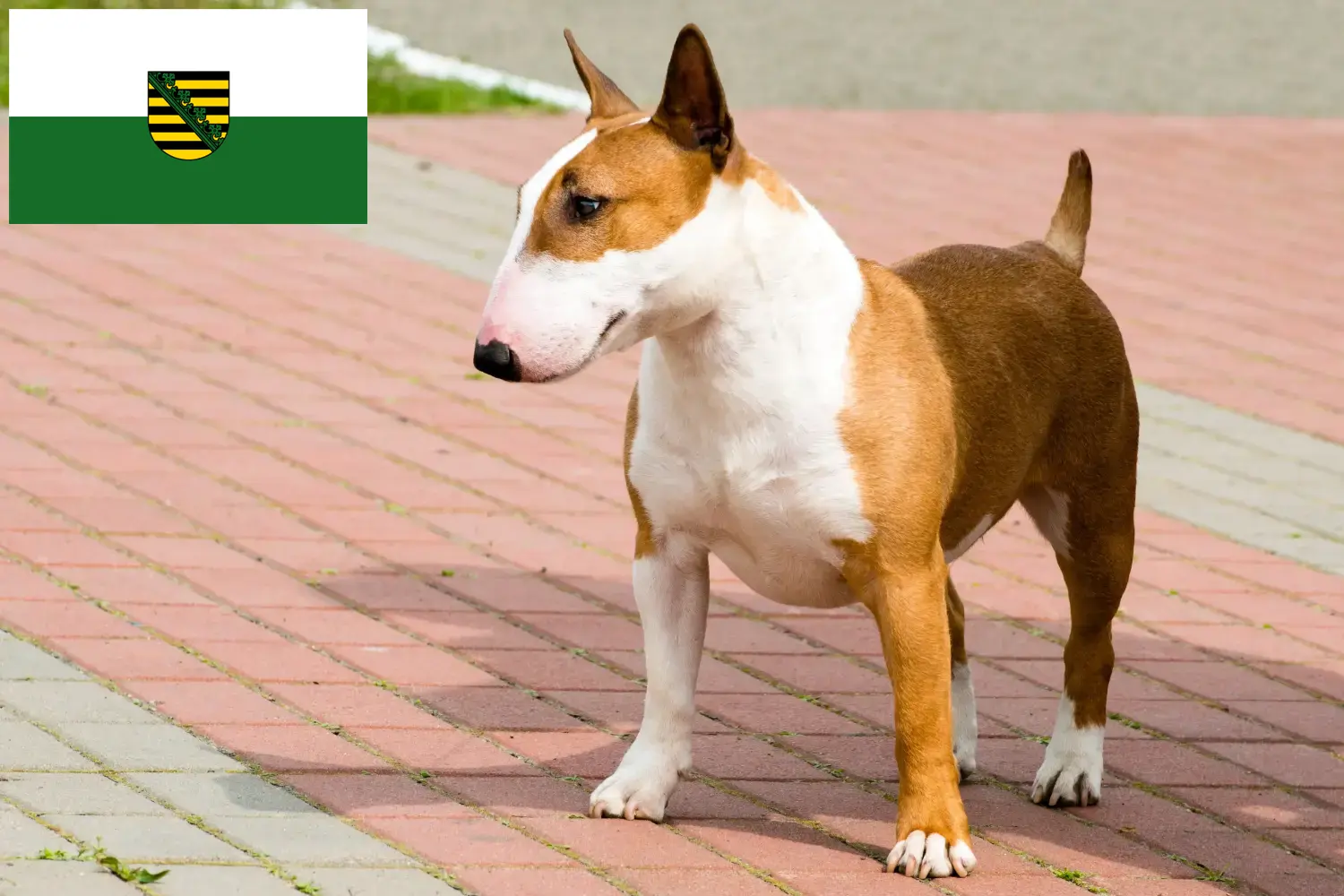 Read more about the article Bull Terrier breeders and puppies in Saxony