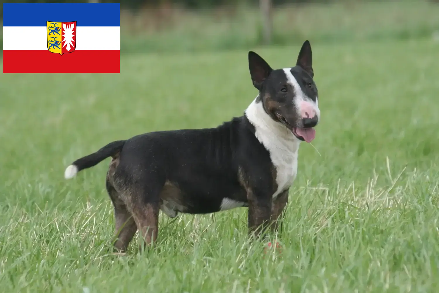 Read more about the article Bull Terrier breeders and puppies in Schleswig-Holstein