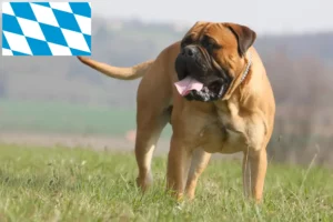 Read more about the article Bullmastiff breeders and puppies in Bavaria