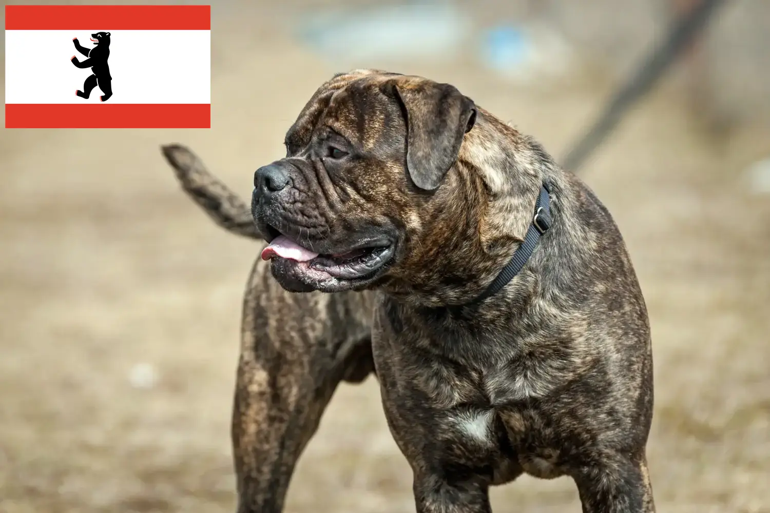 Read more about the article Bullmastiff breeders and puppies in Berlin