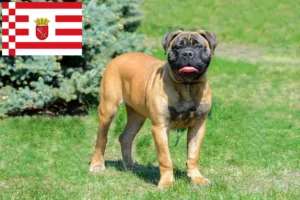 Read more about the article Bullmastiff breeders and puppies in Bremen