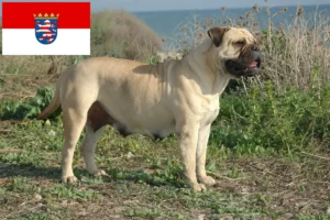 Read more about the article Bullmastiff breeders and puppies in Hessen