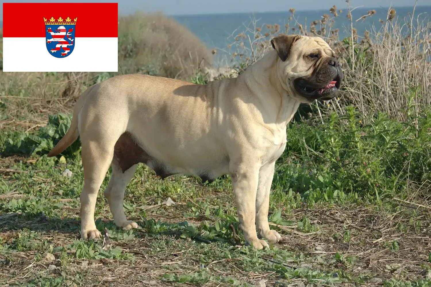 Read more about the article Bullmastiff breeders and puppies in Hessen