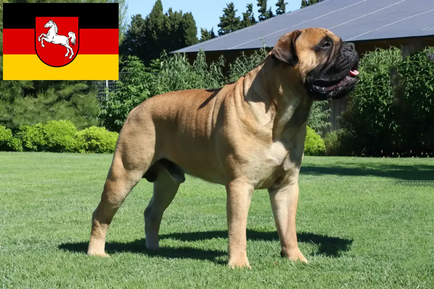 Read more about the article Bullmastiff breeders and puppies in Lower Saxony