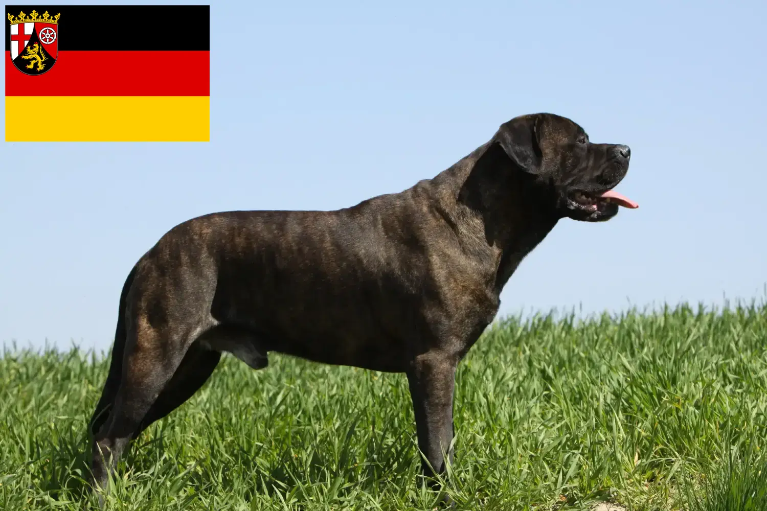 Read more about the article Bullmastiff breeders and puppies in Rhineland-Palatinate