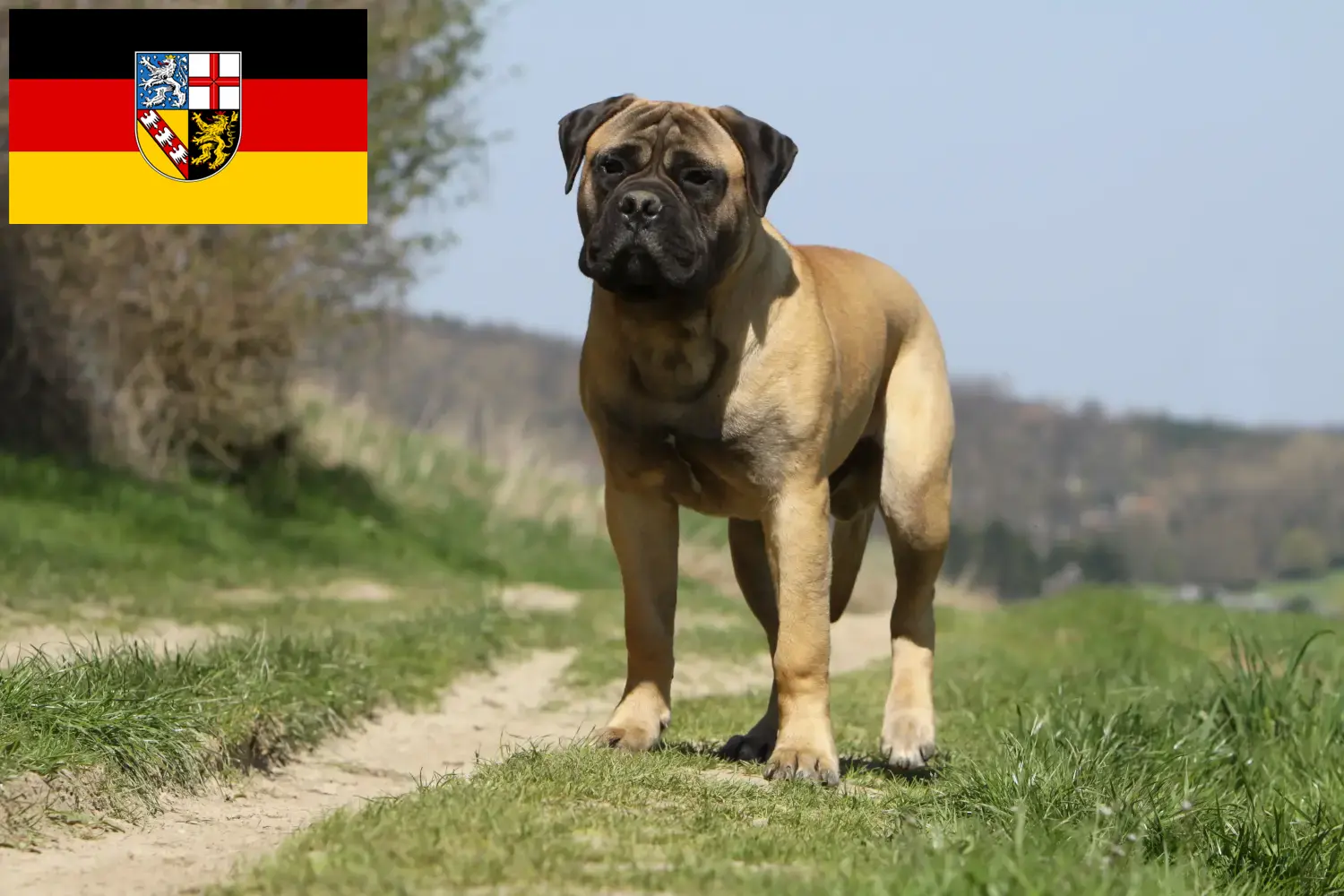 Read more about the article Bullmastiff breeders and puppies in Saarland