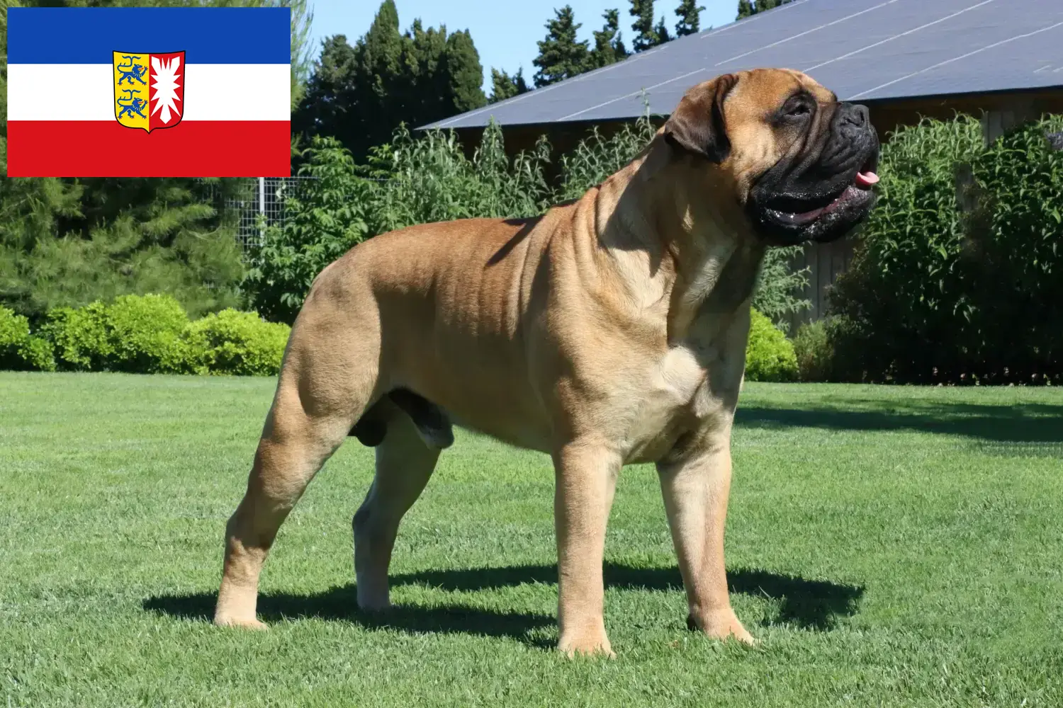 Read more about the article Bullmastiff breeders and puppies in Schleswig-Holstein
