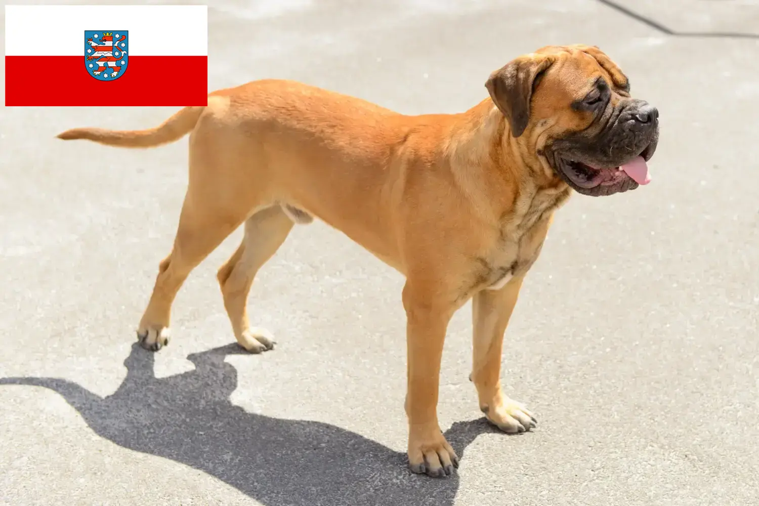 Read more about the article Bullmastiff breeders and puppies in Thuringia