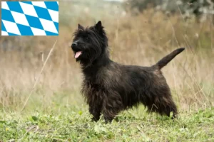 Read more about the article Cairn Terrier breeders and puppies in Bavaria