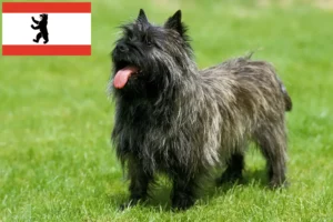 Read more about the article Cairn Terrier breeders and puppies in Berlin