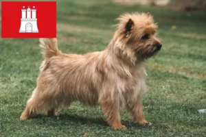 Read more about the article Cairn Terrier breeders and puppies in Hamburg