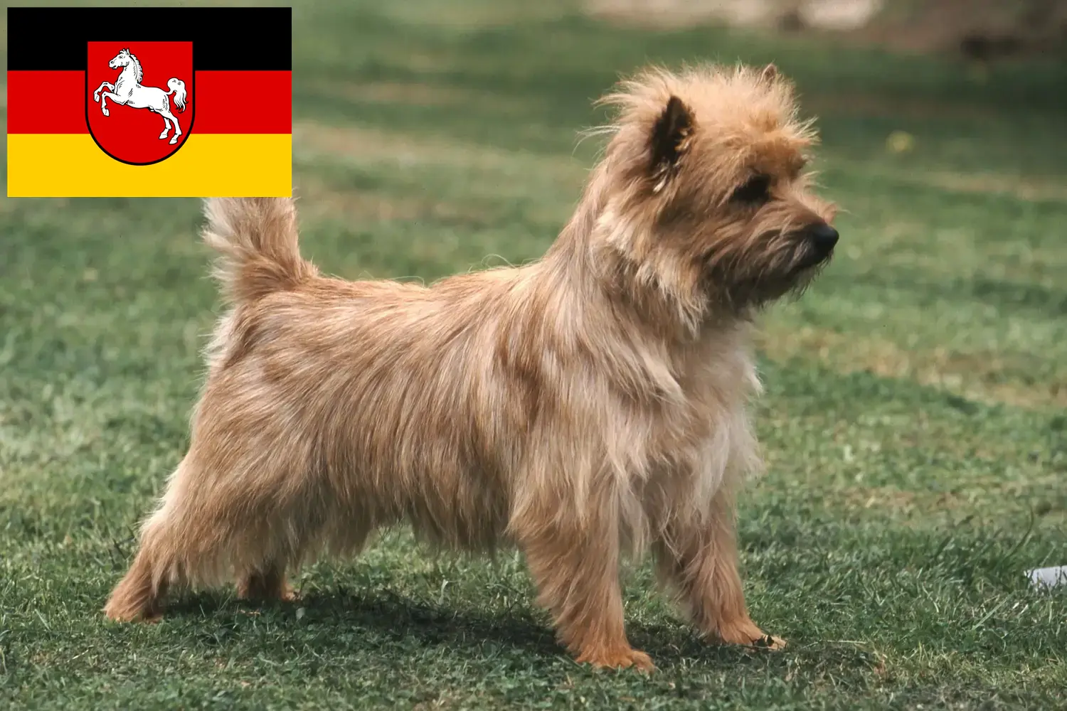 Read more about the article Cairn Terrier breeders and puppies in Lower Saxony