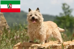 Read more about the article Cairn Terrier breeders and puppies in North Rhine-Westphalia