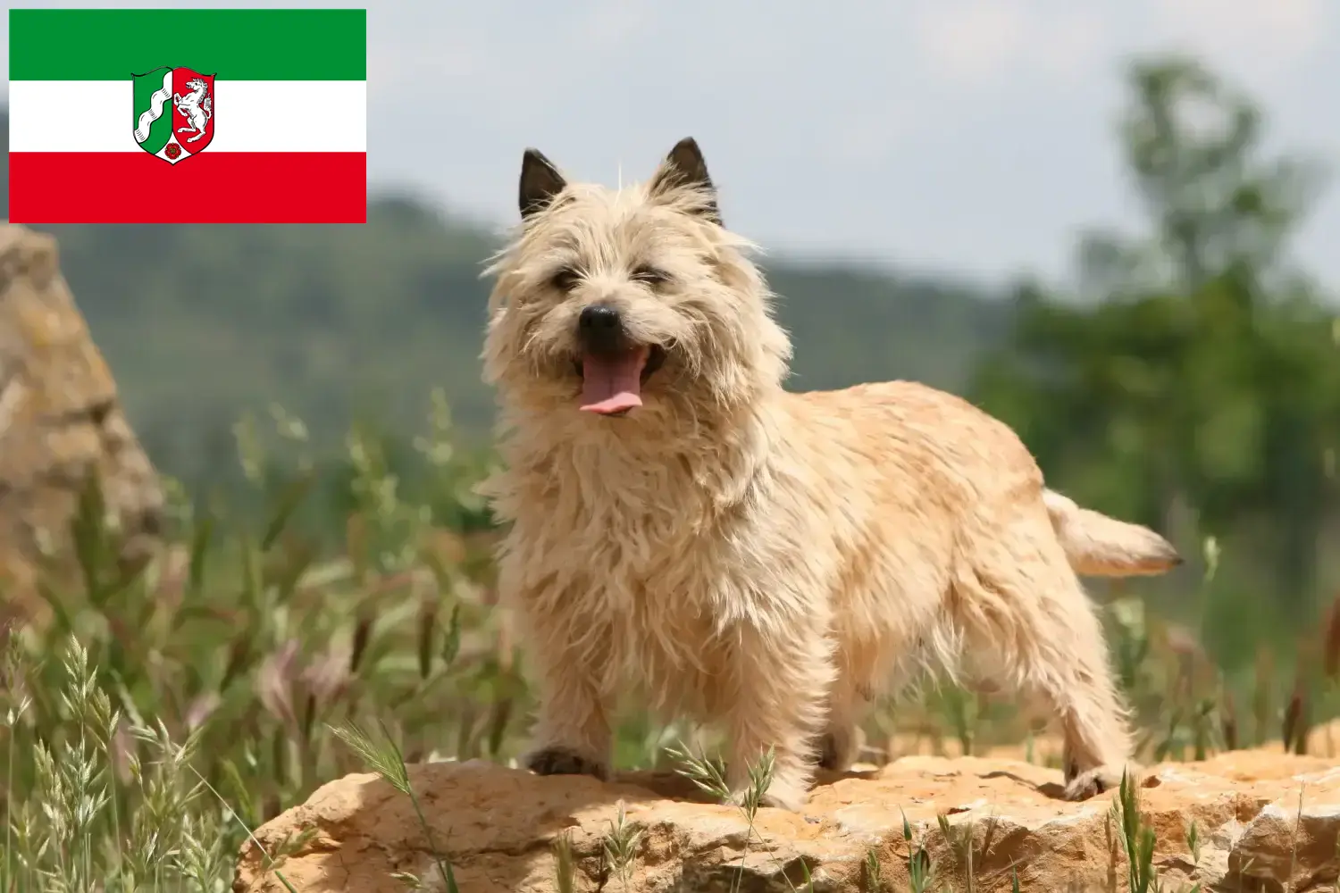 Read more about the article Cairn Terrier breeders and puppies in North Rhine-Westphalia