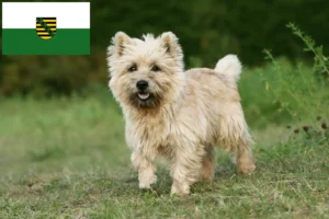 Read more about the article Cairn Terrier breeders and puppies in Saxony