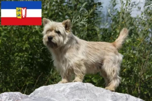 Read more about the article Cairn Terrier breeders and puppies in Schleswig-Holstein