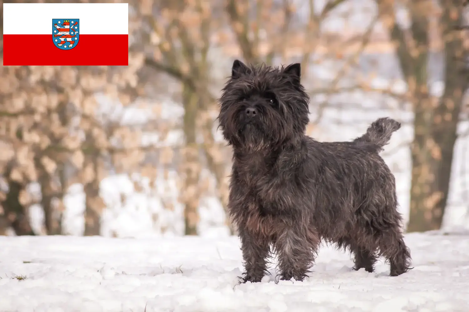 Read more about the article Cairn Terrier breeders and puppies in Thuringia