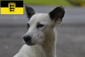 Read more about the article Canaan dog breeders and puppies in Baden-Württemberg