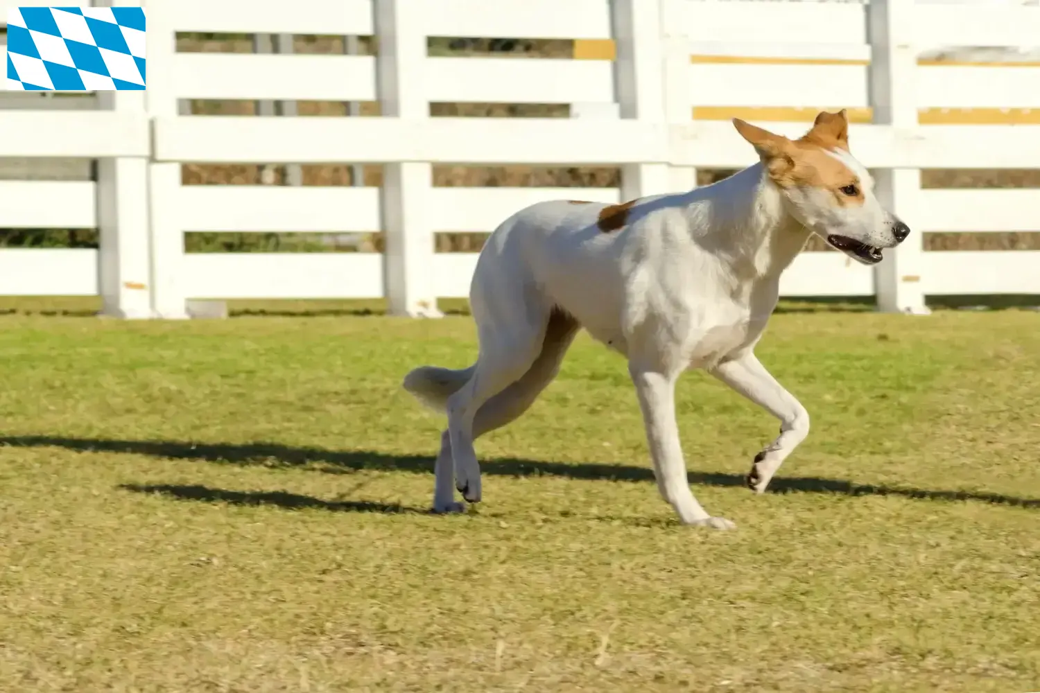 Read more about the article Canaan dog breeders and puppies in Bavaria