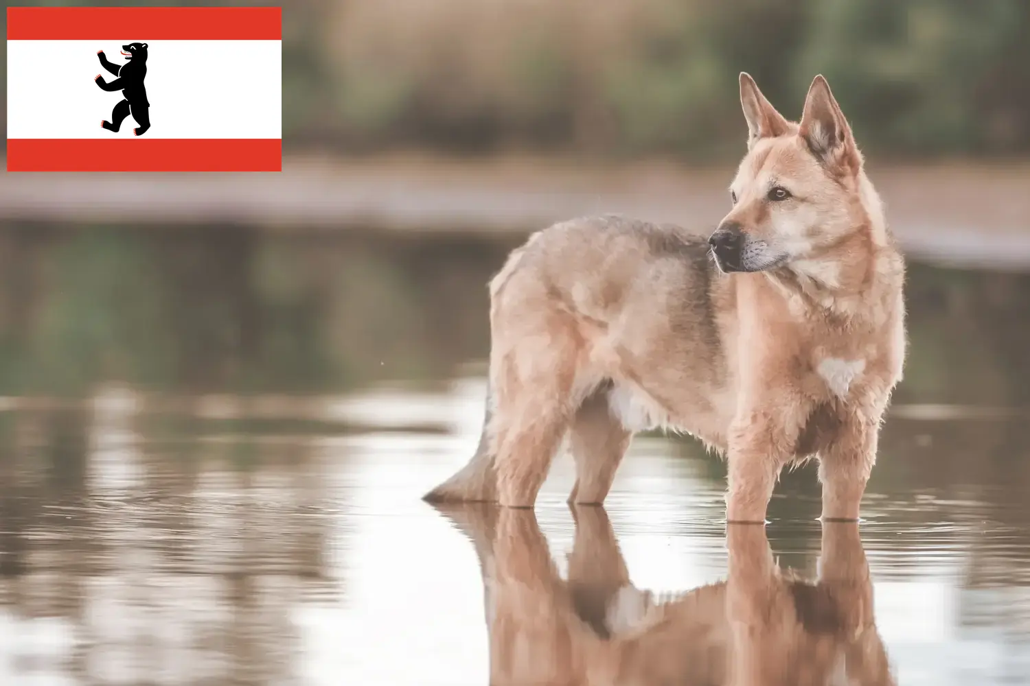 Read more about the article Canaan Dog Breeder and Puppies in Berlin