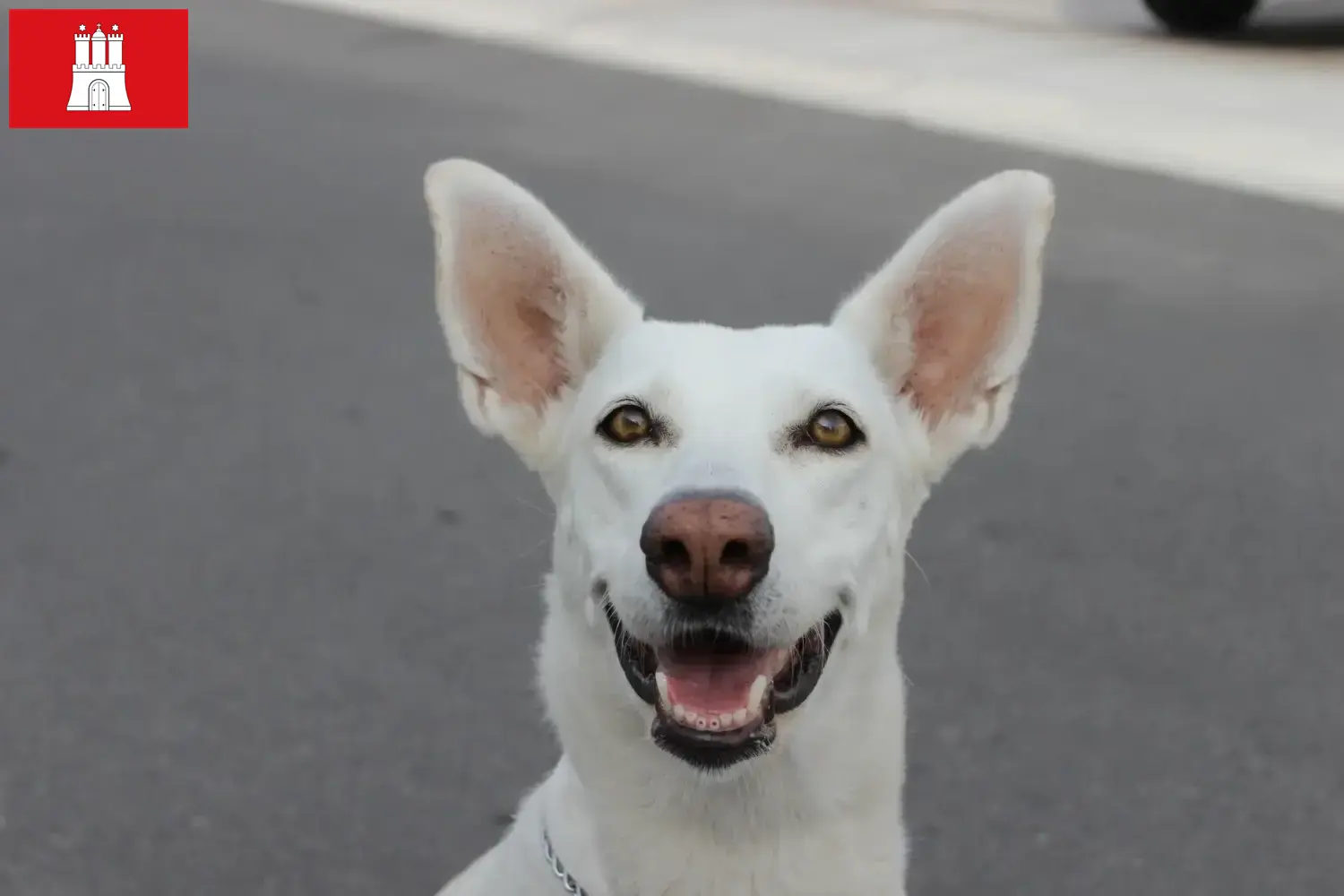 Read more about the article Canaan Dog Breeder and Puppies in Hamburg