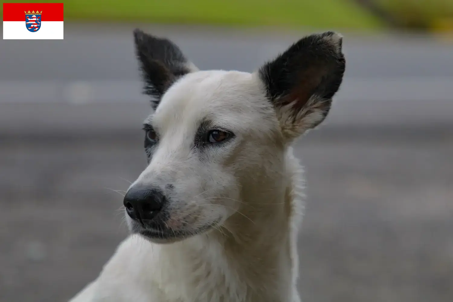 Read more about the article Canaan dog breeders and puppies in Hessen