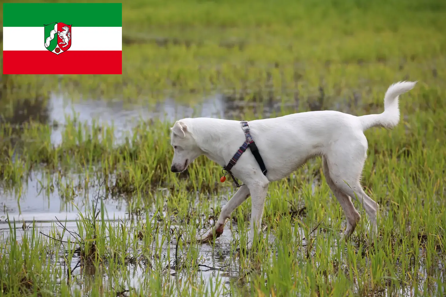 Read more about the article Canaan dog breeders and puppies in North Rhine-Westphalia