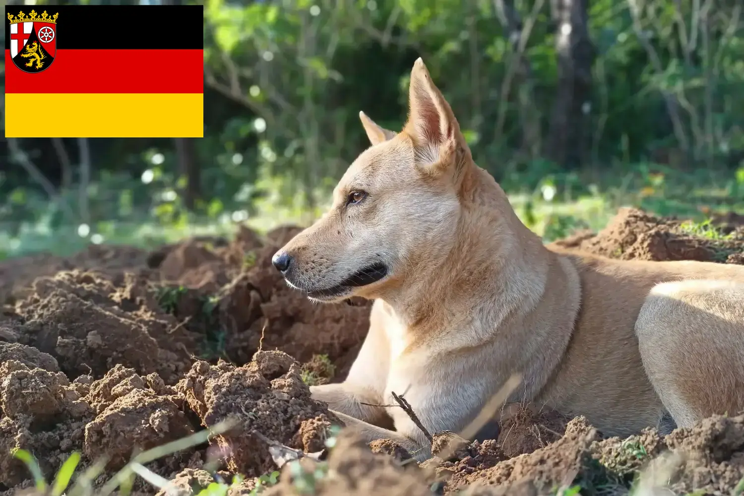 Read more about the article Canaan dog breeders and puppies in Rhineland-Palatinate
