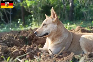 Read more about the article Canaan dog breeders and puppies in Saarland