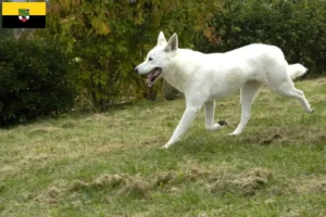 Read more about the article Canaan dog breeders and puppies in Saxony-Anhalt