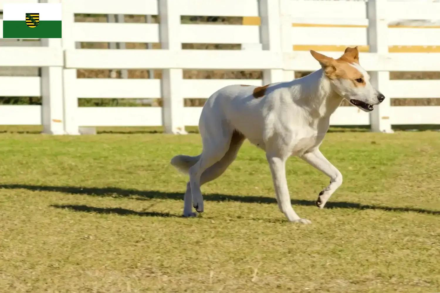 Read more about the article Canaan Dog Breeder and Puppies in Saxony